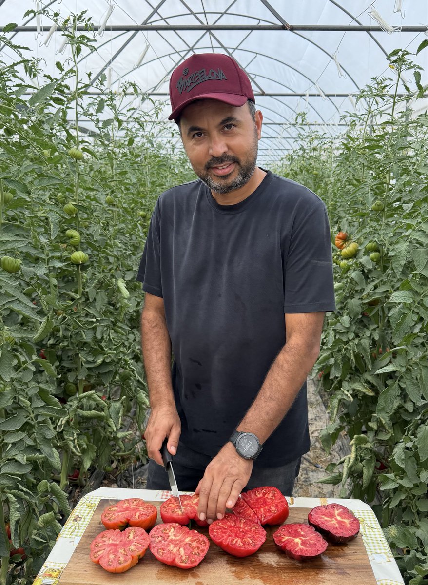 mbekirege20's tweet photo. Bu gün yine çok değerli misafirlerimizle bol bol tadım yaptık. Aldığımız tepkiler şaşırtıcı, bir çok kişi uzun yıllardan beri böyle lezzetli domatesler yemediğini söylüyor, misafirlerimizin tekrar tekrar geliyor olması bizim için en değerli sonuç, bir hafta sonra isteyenlere kargo ile göndermeye başlamayı da hedefliyoruz. 

https://t.co/dRAe2WnHSm