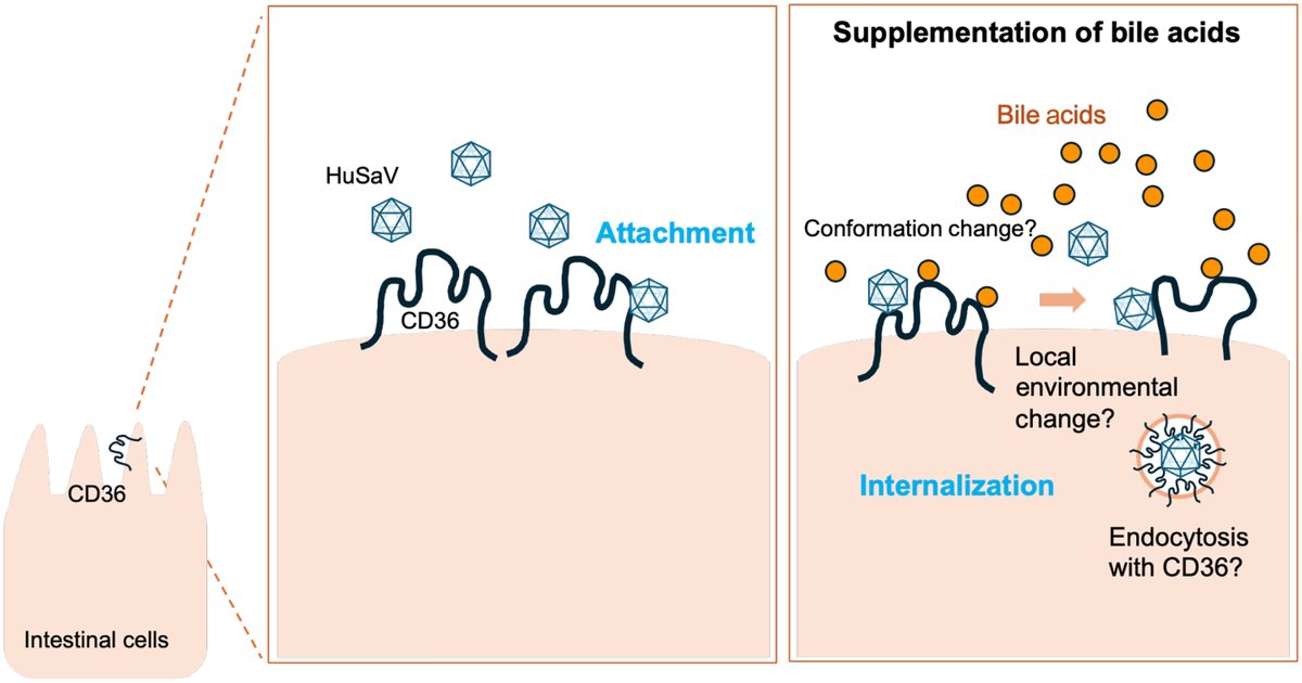 ScienceAdvances's tweet photo. Researchers have identified the receptor CD36 as essential for human sapovirus infection alongside bile acids, which help the virus enter intestinal cells. 

This mechanism opens potential avenues for antiviral treatment and vaccine development. https://t.co/cnkF04C7UQ https://t.co/lufdpYwdxd