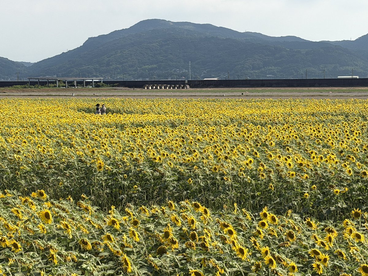 subaruch2's tweet photo. 昨日、諫早の干拓地に植えてある
一面の向日葵畑を見に行ってきました(ファーム中島さん)
本当に広大な広さで圧巻でした✨
今日までの期間限定だったので向日葵の見頃は既に過ぎつつありましたが、咲いてるお花は1本50円で買うことが出来ました🌻
早速リビングに飾ってます😊 https://t.co/zsQ8GR7IMy