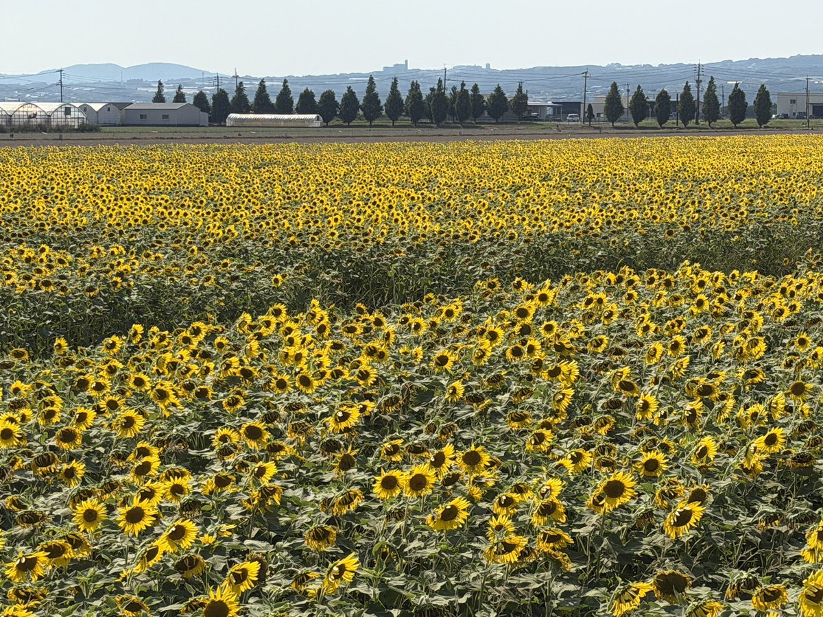 subaruch2's tweet photo. 昨日、諫早の干拓地に植えてある
一面の向日葵畑を見に行ってきました(ファーム中島さん)
本当に広大な広さで圧巻でした✨
今日までの期間限定だったので向日葵の見頃は既に過ぎつつありましたが、咲いてるお花は1本50円で買うことが出来ました🌻
早速リビングに飾ってます😊 https://t.co/zsQ8GR7IMy