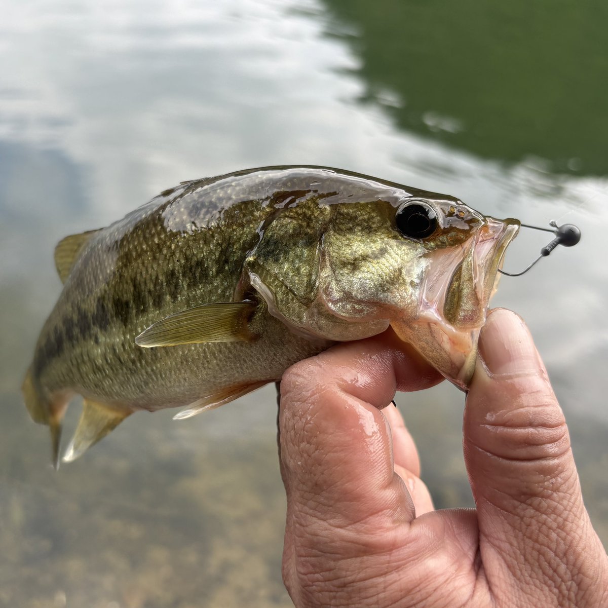 ik4UkrARsB0hqZd's tweet photo. ボチボチ工場の方では生産に掛かってると思われる『S.L.T. minnow 4.8"』。
『KAISHIN Blade』のトレーラーや、ノーシンカーでの使用がメインになってくると思いますが、それ以外の裏技セッティングがあります。
ミノー投げた後は
ひたすらそれの探究作業🎣
#NOIKE
#SLTミノー 4.8" https://t.co/xl9MABK61B