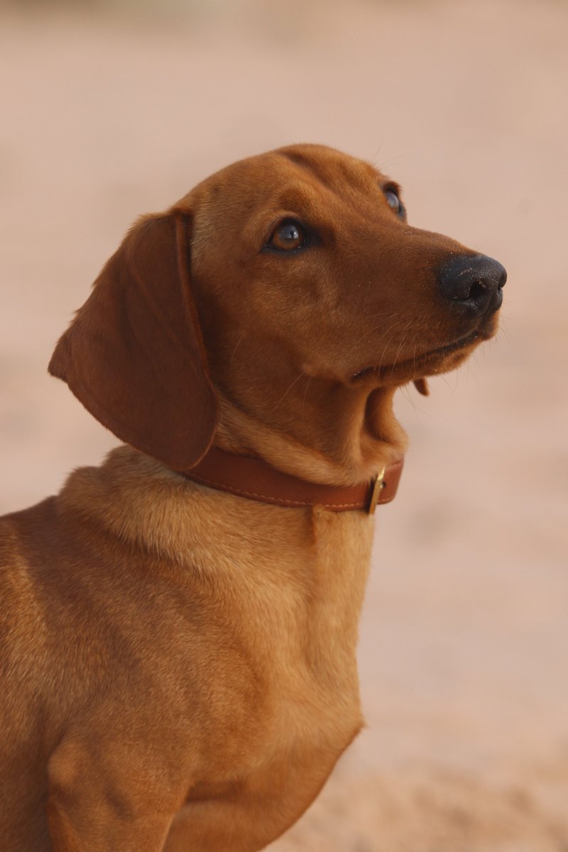 FCollars's tweet photo. Tell us... How are you supposed to say no to those eyes? 👀🤍

#DogLover #DogLife #PuppyEyes #Dachshund #SausageDog #DogMom #PetStyle #DogAccessories #MatchingStyle #FriendshipCollar https://t.co/FXZPAna5kP