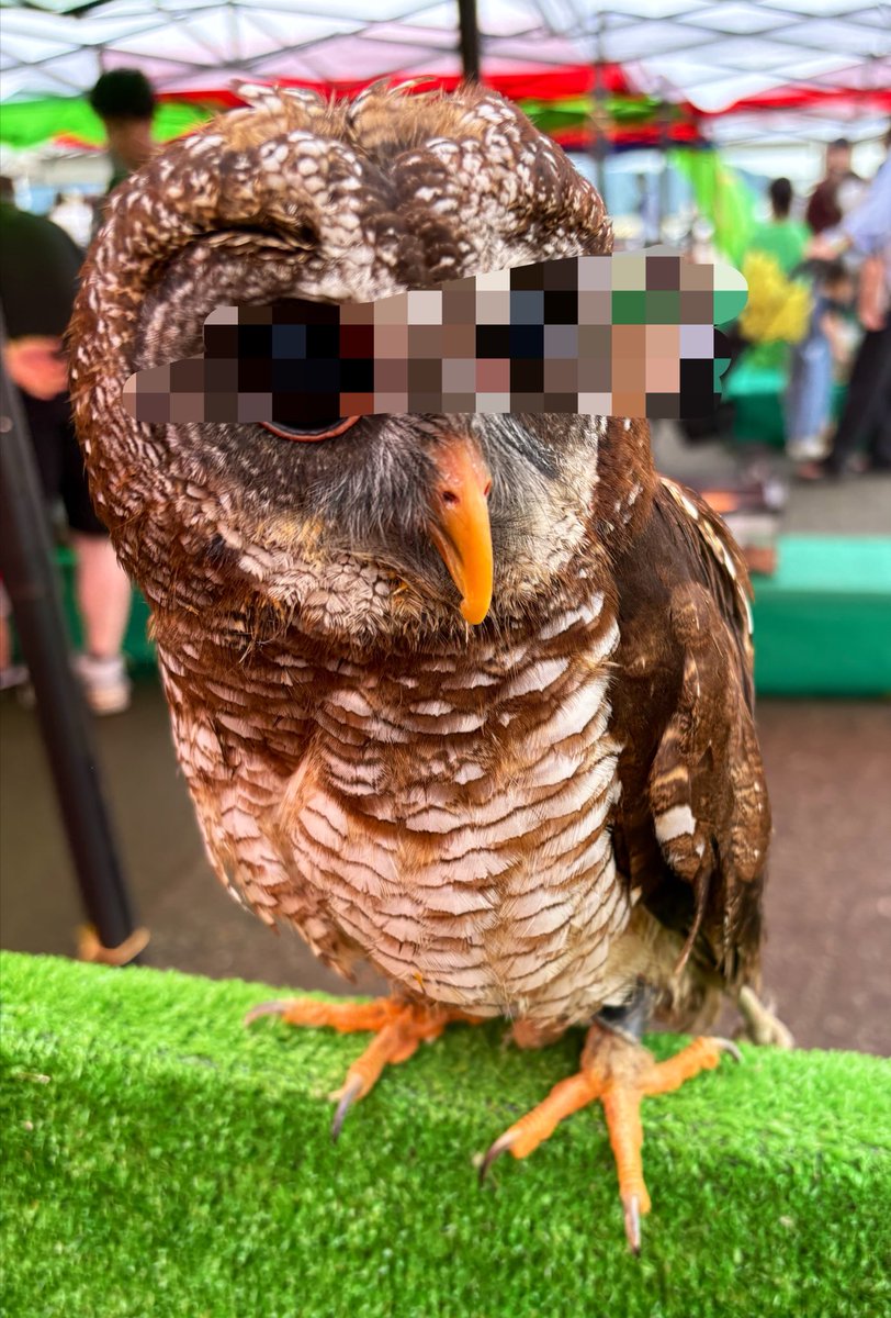 HAI_IRO__'s tweet photo. フクロウかわいー！！！ https://t.co/QjiDxqPtxH