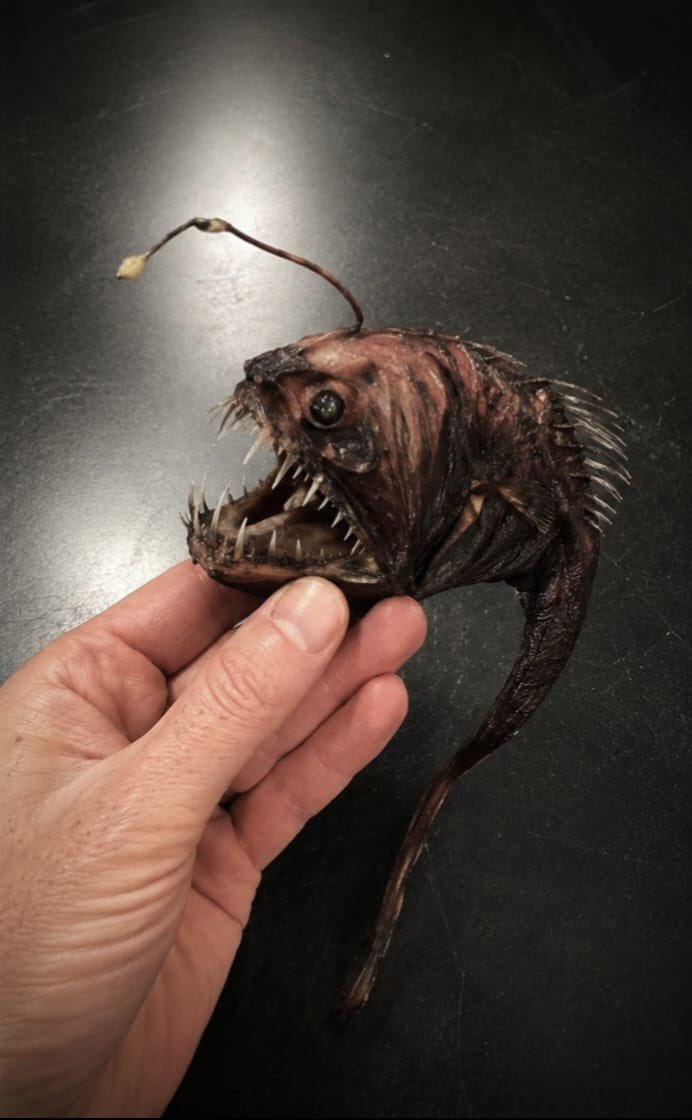 WordOfBisdom's tweet photo. The actual size of some deep-sea fish.

I was blown away when I found out, it's dangerous to look at. https://t.co/5xRJJtL0q7