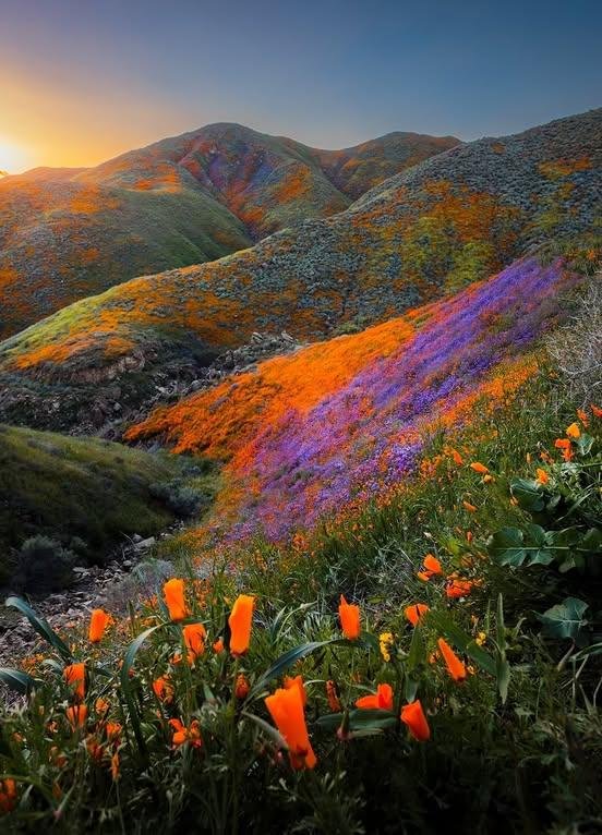 ChoogeWa's tweet photo. California wildflowers, California USA 🇺🇲📍 https://t.co/P3fEpcfJVa