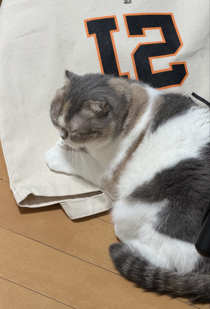 mirio_as's tweet photo. うちの実家の🐱様は
私が観戦後に竹丸バッグを床に置いてると必ずその上に寝てる笑
普段は全く部屋に来てくれないのに😭
他のものには目もくれずこれだけなの可愛いすぎる🥰

#巨人
#21
#竹丸選手
#竹丸和幸推し猫 https://t.co/bQ7IlITQBd