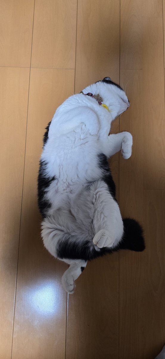 tyansoooooooon's tweet photo. 前々からAIだAI だうるせーから使ってみる事にした。
第一発目は、飼い猫の腹出しハル君に奇妙なダンスをさせてみた。 https://t.co/pzTmPzDMBG