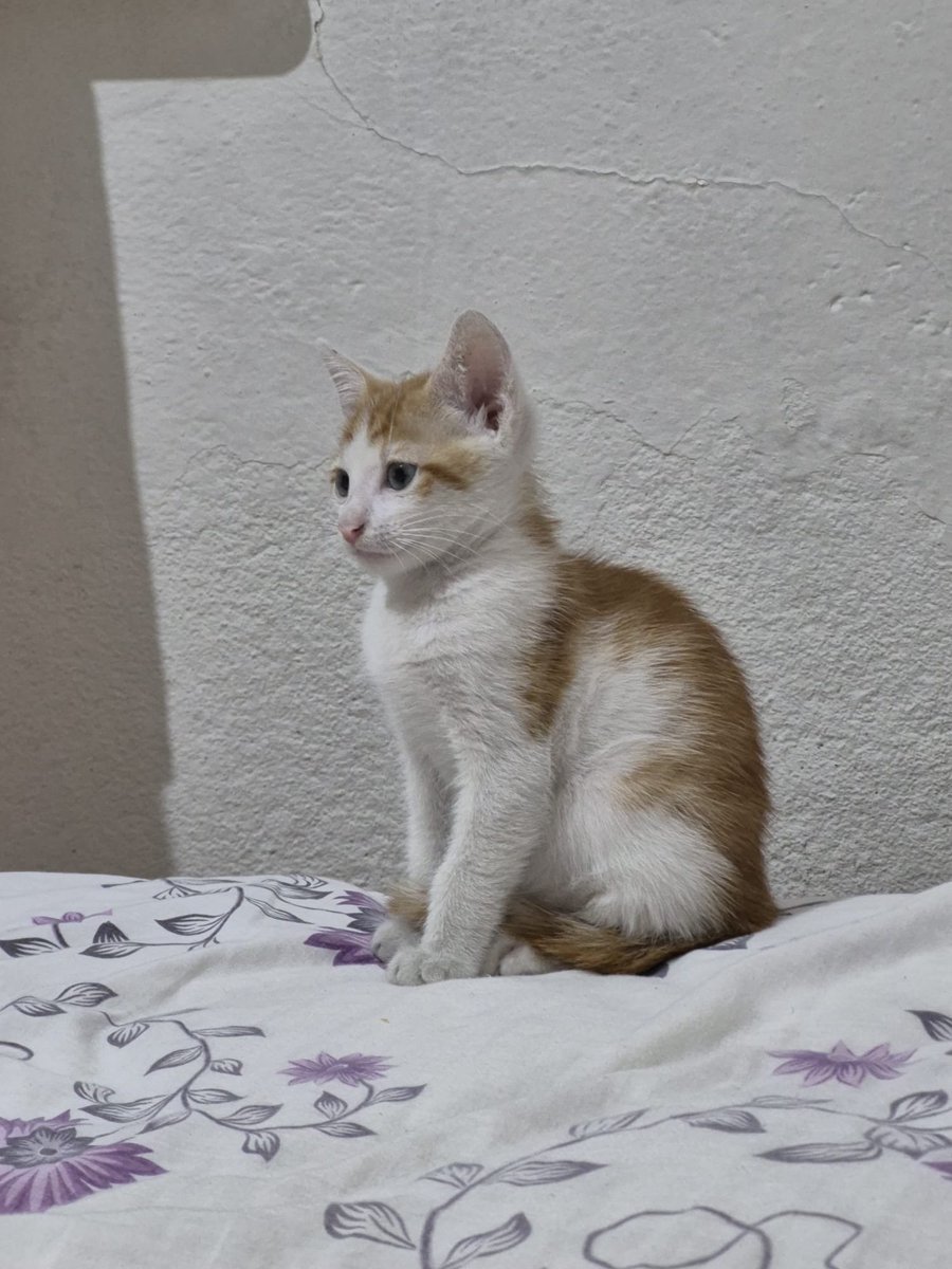 sdcnsn's tweet photo. 2 aylık yavru erkek sarman kedi. Veteriner kontrolleri yapıldı. İç dış parazit ilaçları yapıldı. Tuvalet eğitimi var. Kuru mama, yaş mama yiyebiliyor. Oyuncu, sevecen, çok sıcakkanlı bir kedi.Ona ömürlük bir yuva arıyoruz.Herhangi bir ücret talebimiz yok.İstanbul/Küçükçekmece https://t.co/e3rzJhS1sA