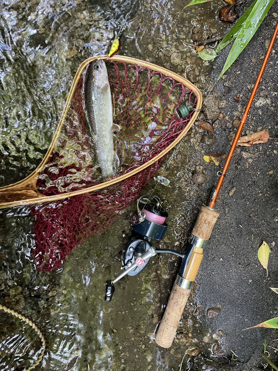 tetsu1167's tweet photo. シブい時、暑さ疲れが、吹き飛ぶ
良い出方の一匹目だった。 https://t.co/SBvqcEtbVV