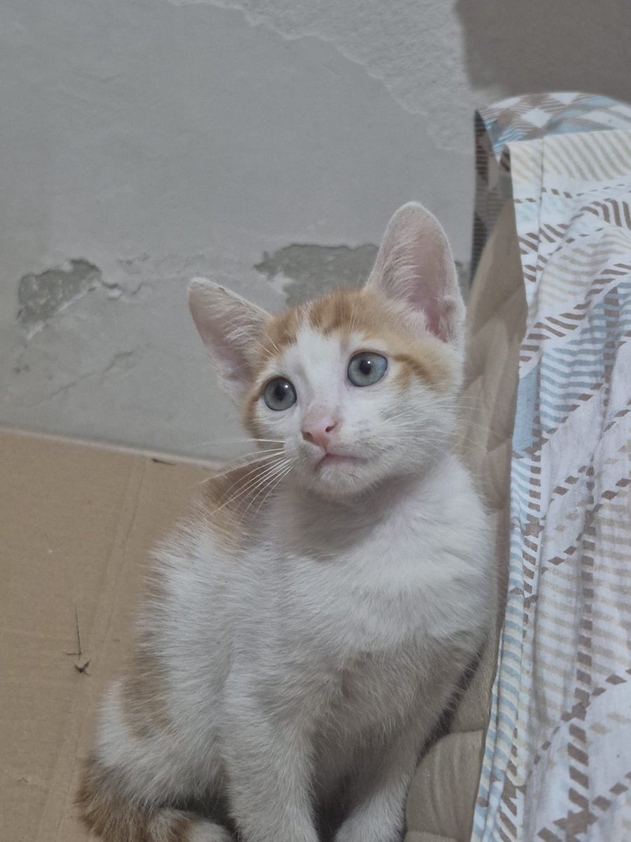 sdcnsn's tweet photo. 2 aylık yavru erkek sarman kedi. Veteriner kontrolleri yapıldı. İç dış parazit ilaçları yapıldı. Tuvalet eğitimi var. Kuru mama, yaş mama yiyebiliyor. Oyuncu, sevecen, çok sıcakkanlı bir kedi.Ona ömürlük bir yuva arıyoruz.Herhangi bir ücret talebimiz yok.İstanbul/Küçükçekmece https://t.co/e3rzJhS1sA