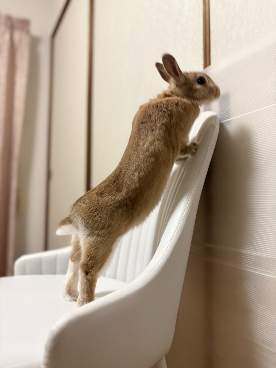 ごま🐰(飼い主:あるじ) tweet media