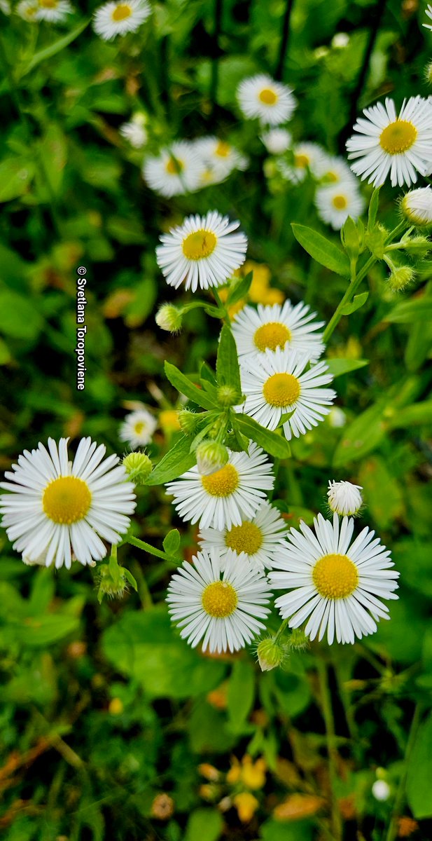 LanaToro21's tweet photo. #Photobyme📷 #MyExperience
To know the person well, you do not need much time, you simply need one situation 🌱🤍🌱 https://t.co/rzkKoNbGrT