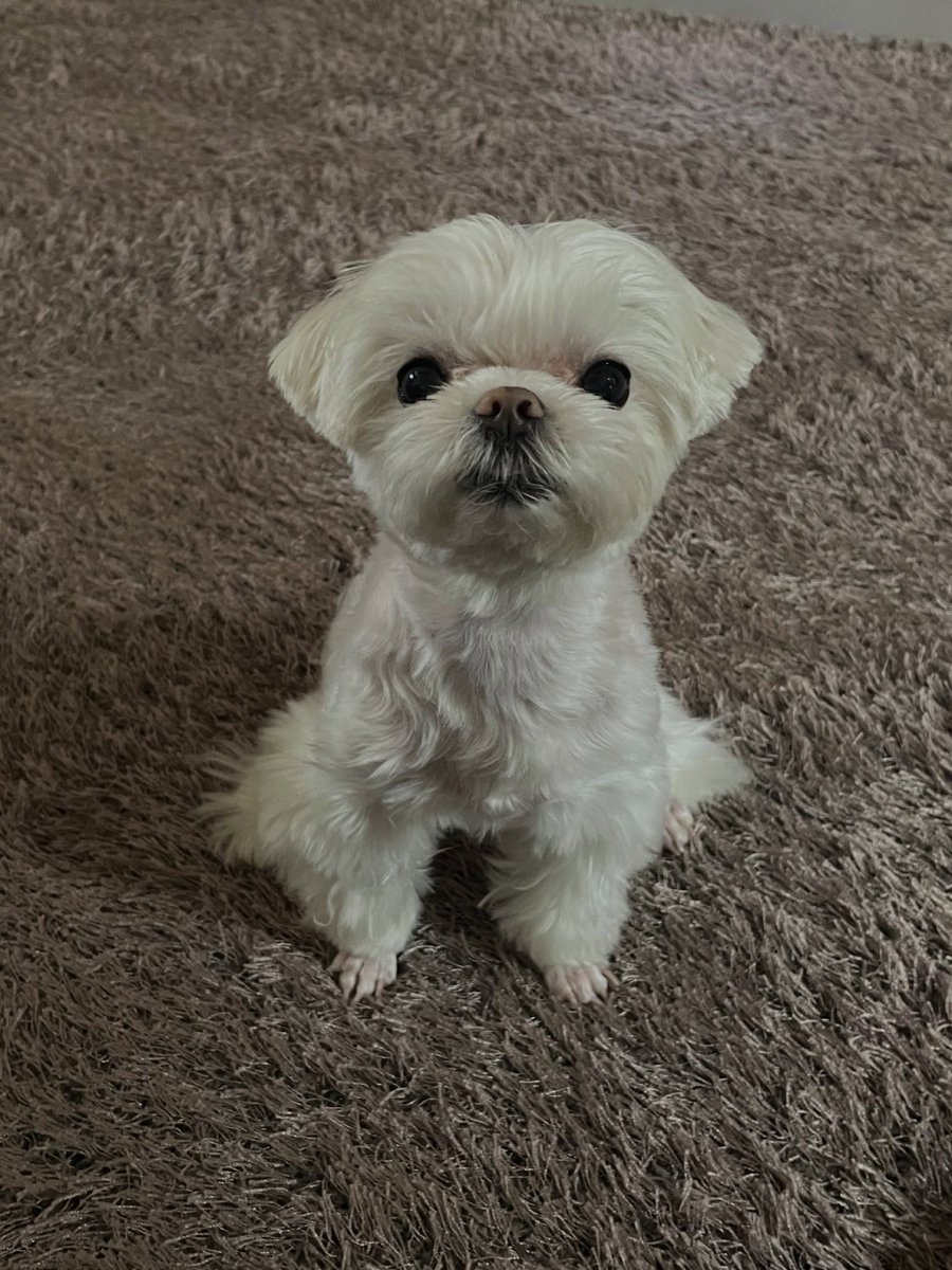 cyjprint's tweet photo. 260802 | INSTAGRAM [b_ftaq] 

“i miss you”
“i wonder if that maltese is doing well too”
“looks so regal”
“coco-ya, that’s fake……ㅜ

#Youngjae #영재 @ChoiArs_YJ #GOT7 https://t.co/dQbsYEI9br