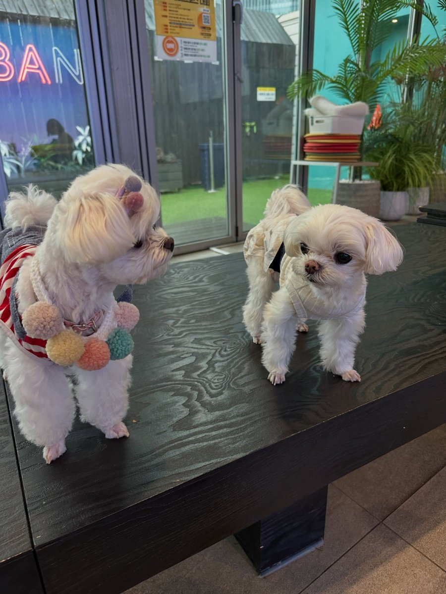 cyjprint's tweet photo. 260802 | INSTAGRAM [b_ftaq] 

“i miss you”
“i wonder if that maltese is doing well too”
“looks so regal”
“coco-ya, that’s fake……ㅜ

#Youngjae #영재 @ChoiArs_YJ #GOT7 https://t.co/dQbsYEI9br