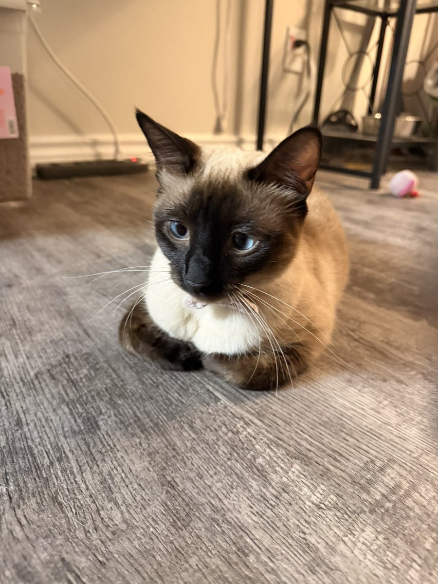 luvr4ven's tweet photo. so polite. look at her little paws!! what a lovely little lady. https://t.co/zVkdMC0DfB