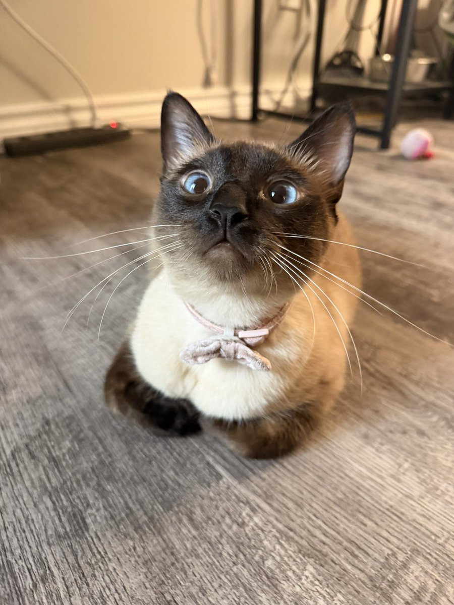 luvr4ven's tweet photo. so polite. look at her little paws!! what a lovely little lady. https://t.co/zVkdMC0DfB