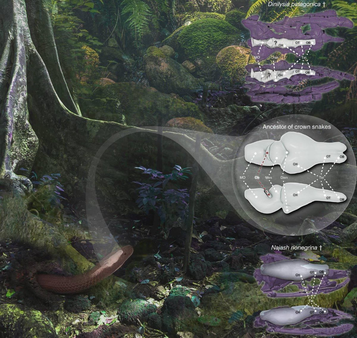 WordOfBisdom's tweet photo. The "brain" of a 100 million-year-old snake has been deciphered!

Scientists have created a 3D digital model of the brain and sensory system of an ancient snake fossil found in Brazil using advanced CT scans. 

This discovery could reveal how today's snakes evolved from their early ancestors.