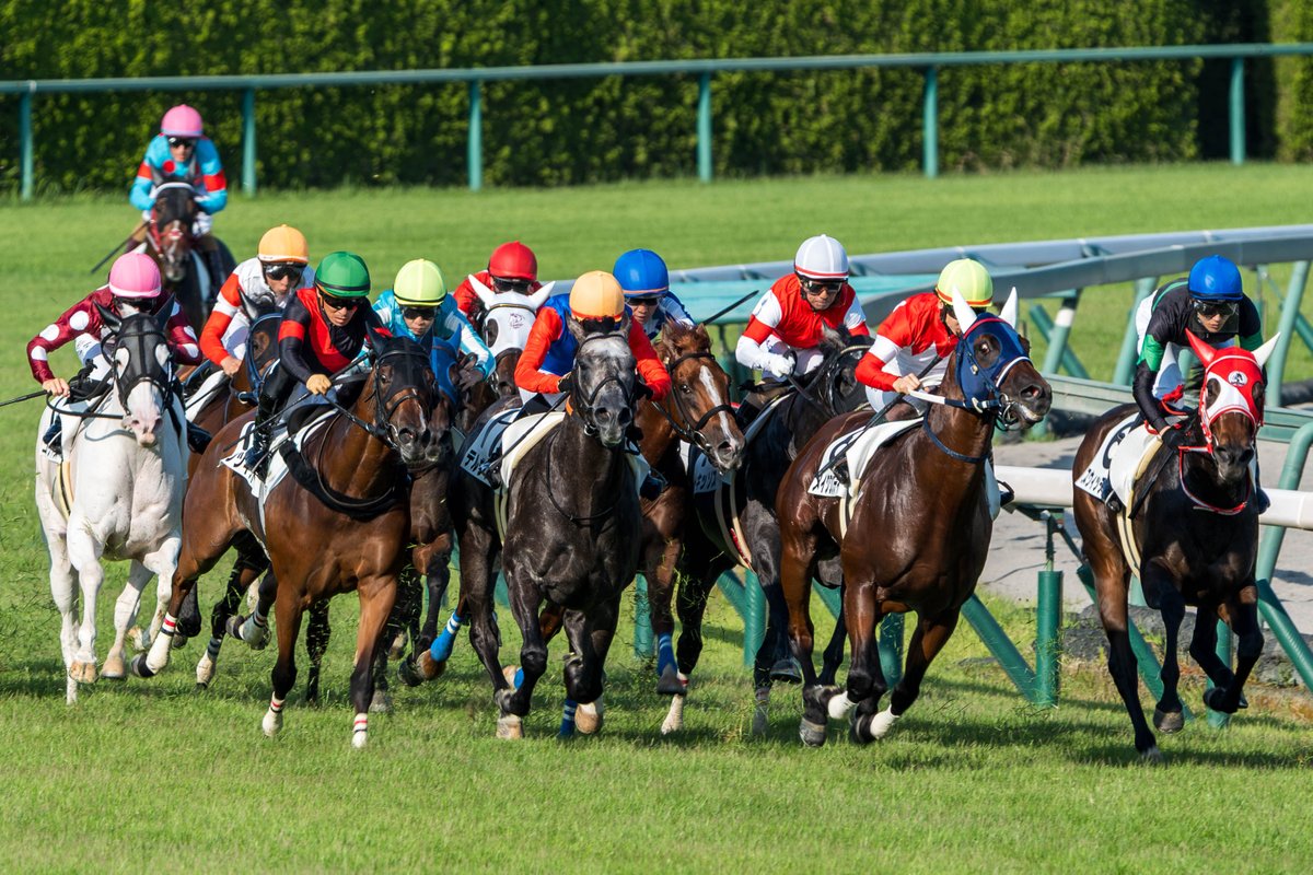 yasu_d_0105's tweet photo. コーナーを駆け抜ける馬群の迫力。
止める一枚、流す一枚。
動きをどう表現するかを考えながらシャッターを切る時間は、とても充実していました。
📍中京競馬場
#中京競馬場 #競馬 #競走馬 #動体撮影 #流し撮り #競馬写真 #JRA https://t.co/K8udkat6Rc