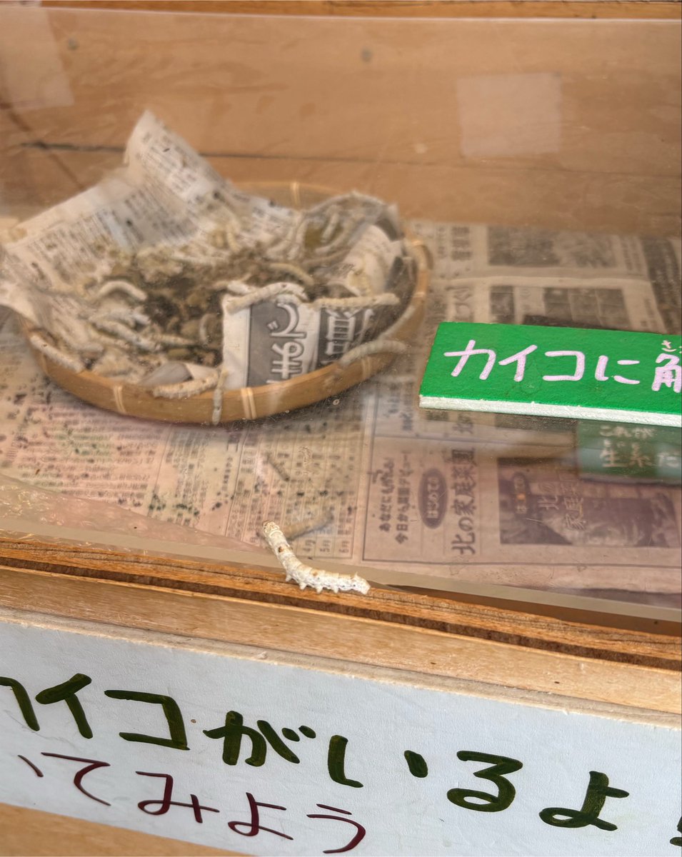 10NleYdnF's tweet photo. この隙間から出てきたカイコはどうなるのかずっと考えてる https://t.co/RleSBEhZDY