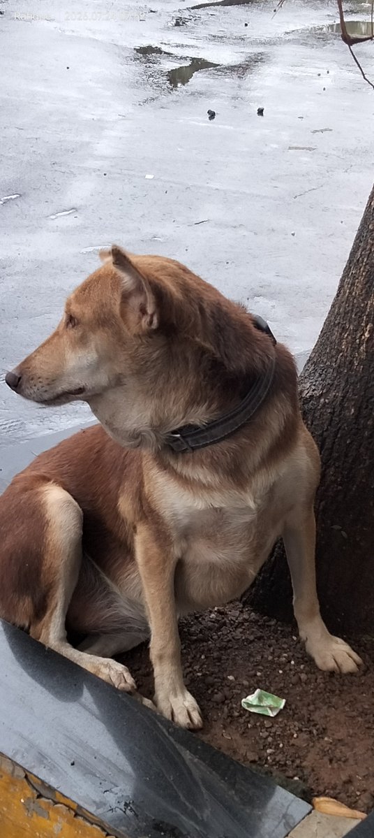Rafimomin1's tweet photo. Pagal kutta having rabies ghoom raha hai Deonar Municipal Colony, Govandi, Mumbai-400043
@mybmc @sanamalikshaikh @BmcCommissioner @mybmcWardHW @TawdeRitu @bmcmumbai @CmoMahShadow
@PRDeptOdisha @Dog_Mumbla https://t.co/aM8euWFynz