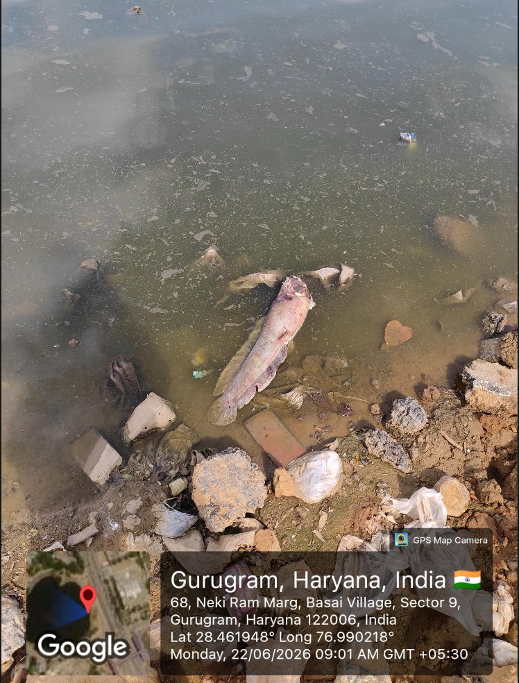 pulkitdarky's tweet photo. Basai Pond is dying while authorities remain silent. We've approached the MCG office multiple times, yet nothing has changed. Funds exist. Responsibility exists. Only accountability is missing.
@cmohry @MunCorpGurugram @DC_Gurugram @moefcc
#SaveBasaiPond #Gurugram https://t.co/wjz7k70ey2