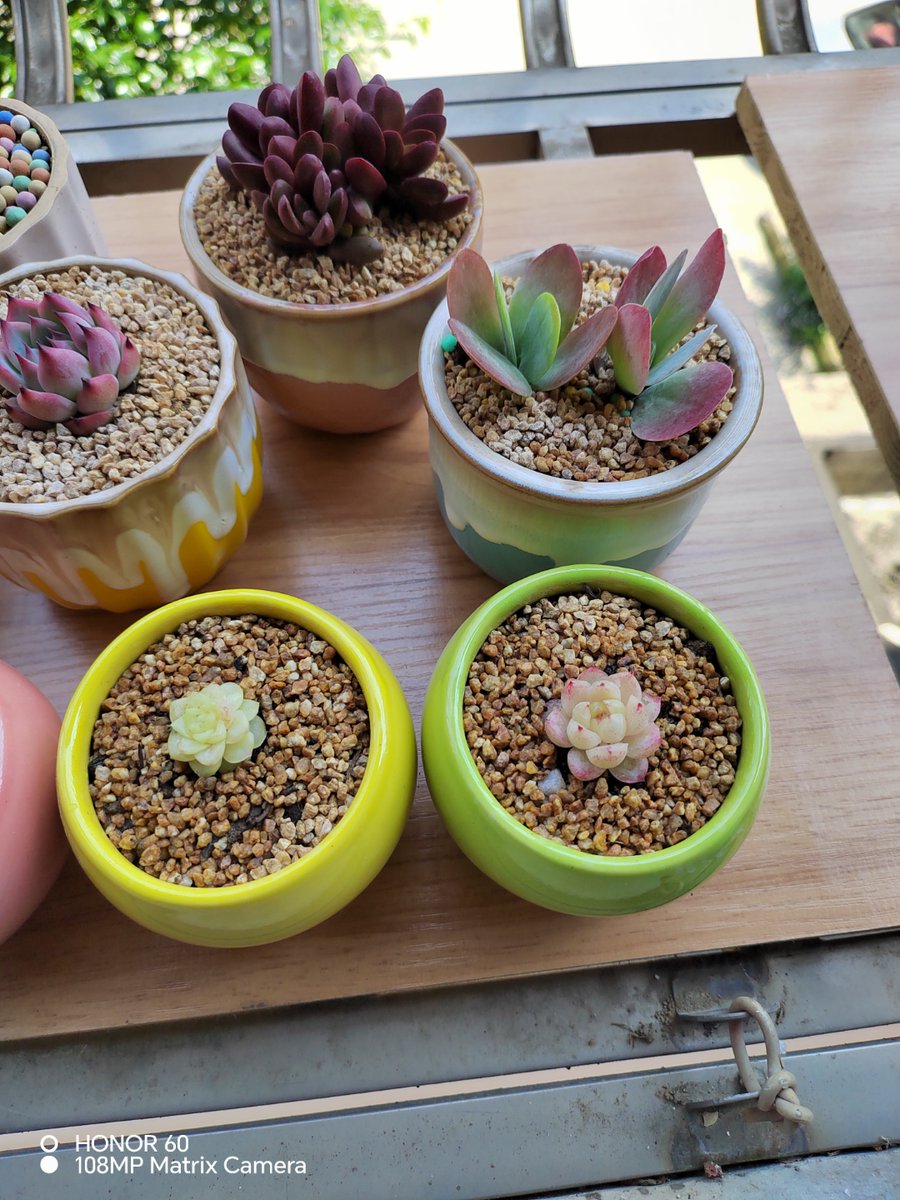 JaleesaBalpix's tweet photo. Pro tip for indoor succulents: water deeply only when soil is completely dry—overwatering is the #1 killer!  Keep ’em by a sunny windowsill for plump, happy leaves. https://t.co/ytI6NumwYW