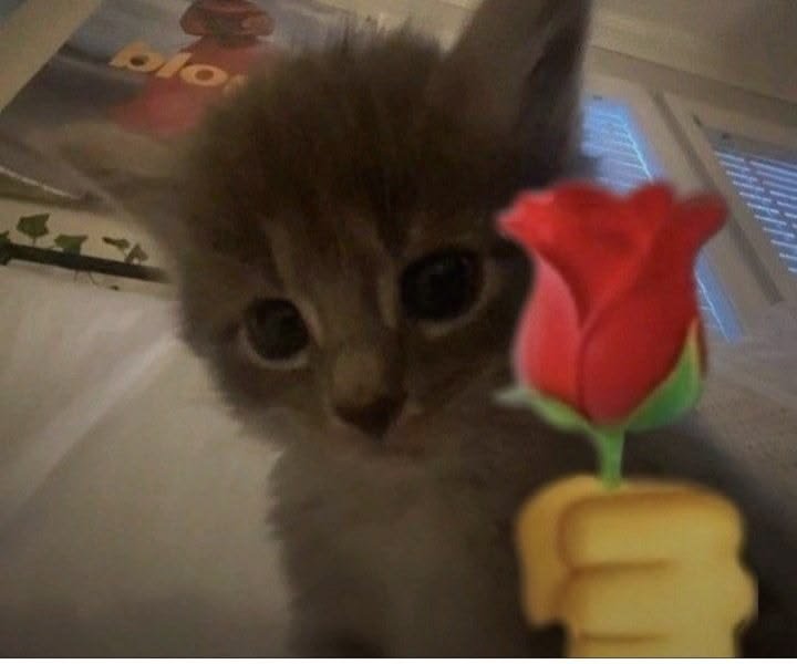 Ray_rie__'s tweet photo. 고양이 데려가세용 야옹~ 😽
#섹트 #맘눌뎀 #오프 #일탈 https://t.co/l0KNzg76BW