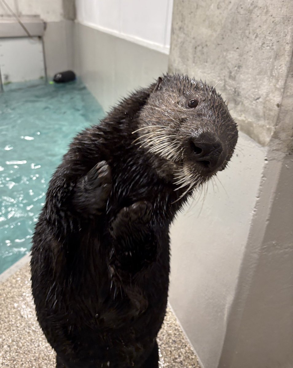 KansasCityZoo's tweet photo. An otterly precious start to your Sunday with sea otters Owin and Matti!

📷 Jocelyn K. https://t.co/UgNC99e8Ac