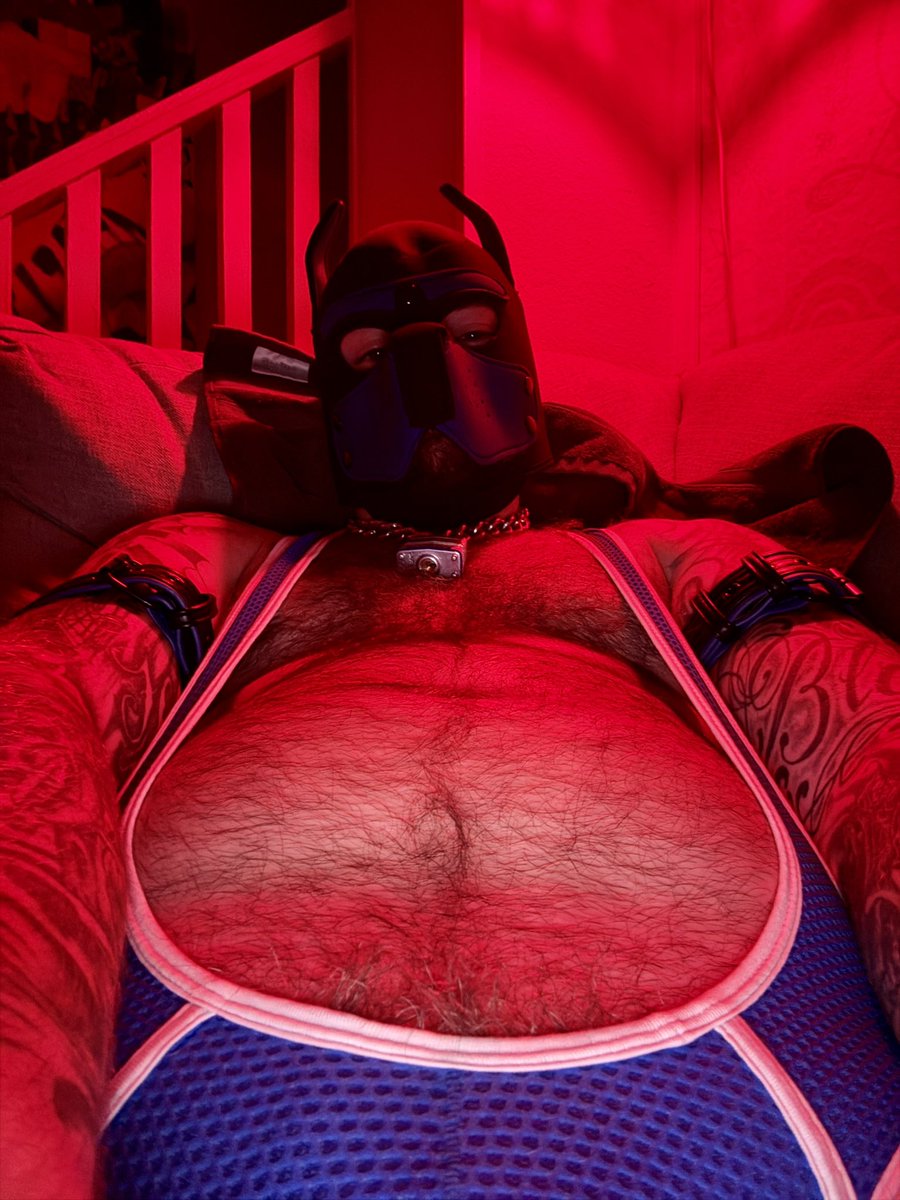 PupVanta's tweet photo. How’s the view from down there?💙❤️🐾 https://t.co/n321Er1x4I