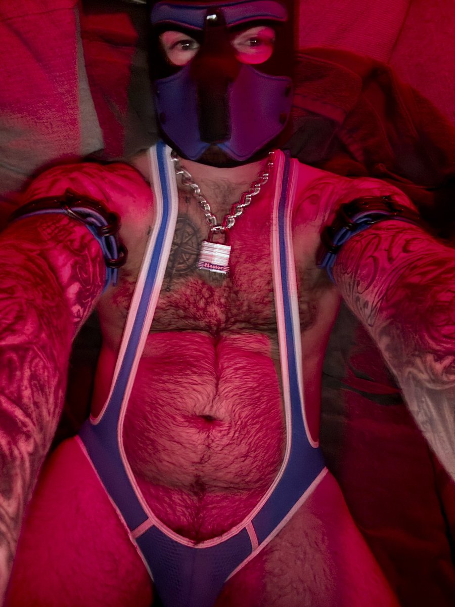 PupVanta's tweet photo. How’s the view from down there?💙❤️🐾 https://t.co/n321Er1x4I