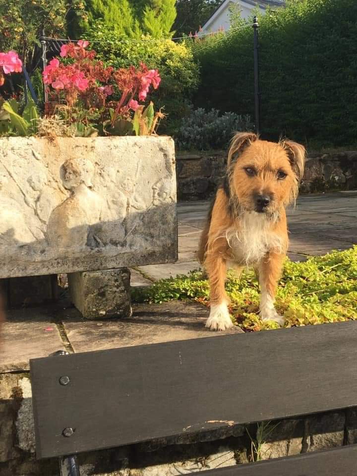 MissingPetsGB's tweet photo. 🐕 FLOSSIE will be 8 years old now.

Flossie's family have already lost 5 years with her

FLOSSIE was last seen 2/09/2021 #SeatonSluice #Blyth #Northumberland #NE26

Please keep eyes open for Flossie-she may be in someone's home now or sold on. Please contact if any information. https://t.co/0DH4rATTJf