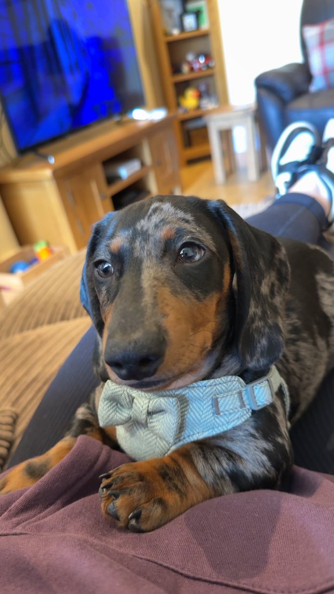 ViolentDreamx's tweet photo. @AbolishEGirls This is Gizmo 🥰 https://t.co/47ykJ4A1ID