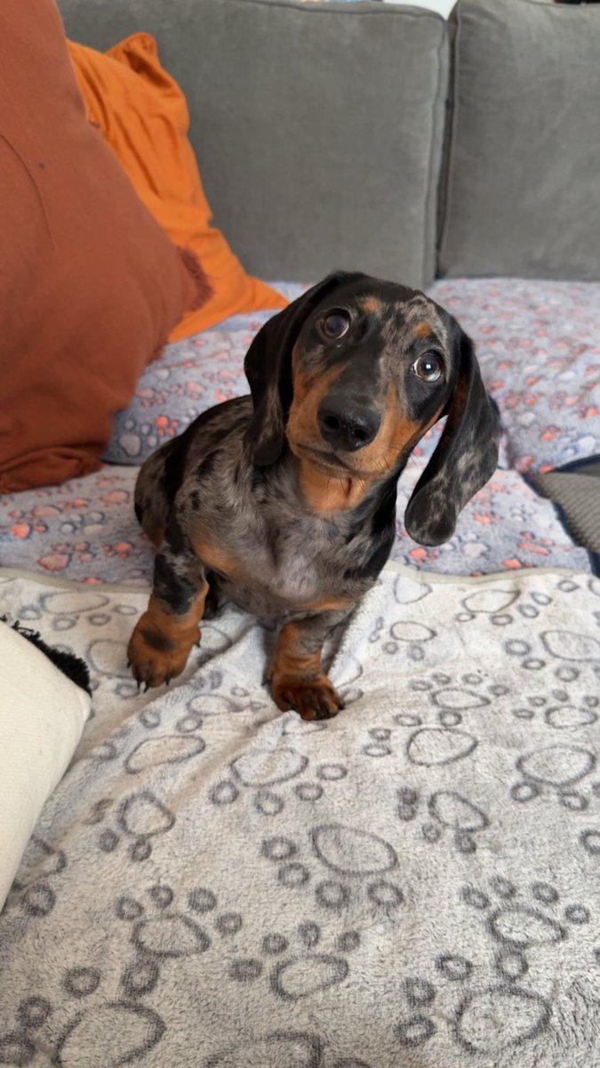 ViolentDreamx's tweet photo. @AbolishEGirls This is Gizmo 🥰 https://t.co/47ykJ4A1ID