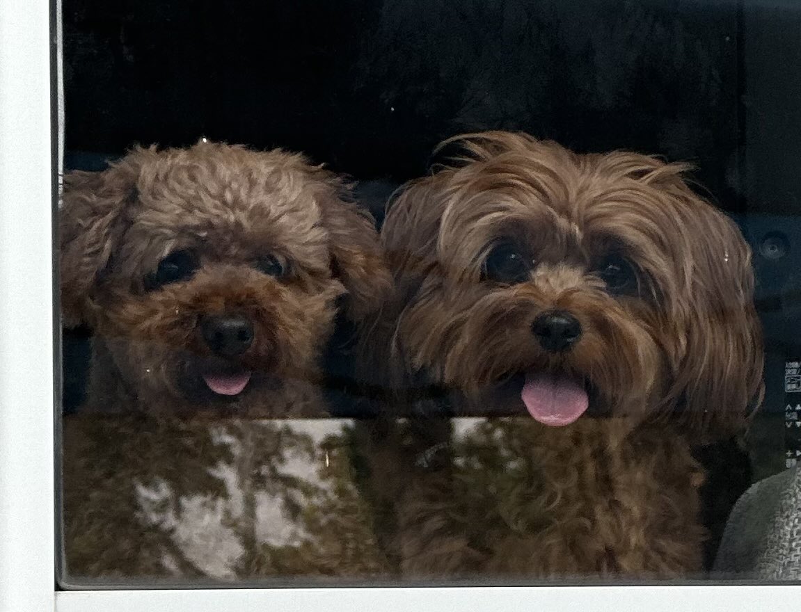 futsuu1203's tweet photo. 外にいる俺を家の中から見ている犬 https://t.co/scQbdCtdVA