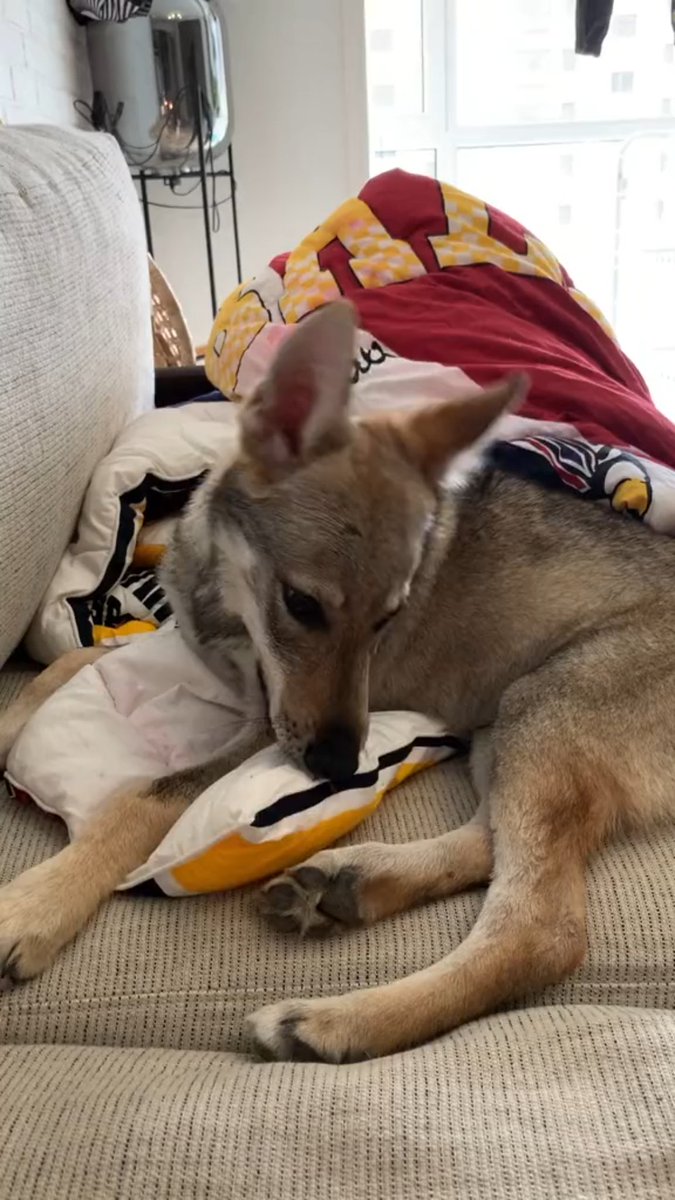 Pa47379482's tweet photo. Your tiny pup who stole your sock 3 months ago now greets you at the door with a wagging tail and a full belly—growth hits different https://t.co/QriDQJdxHY