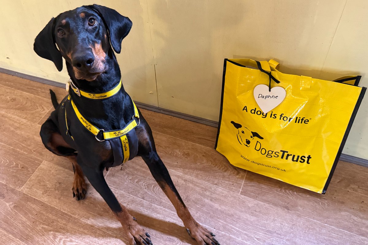 DogsTrust West Calder (Edinburgh) and Dundee tweet media