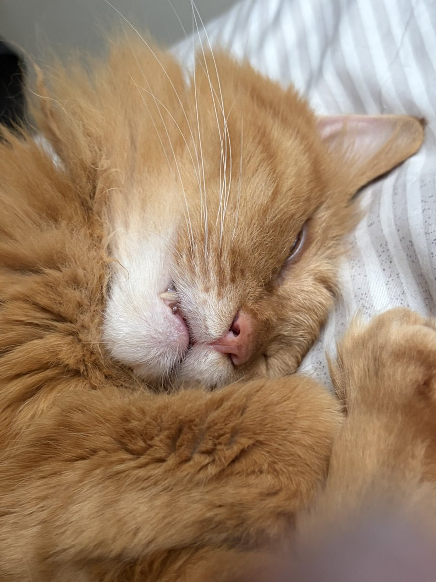 Arbus_Ship7's tweet photo. 必ず同じ場所で
すごい顔で寝てるうちの猫様 https://t.co/FYl5b0aUWs