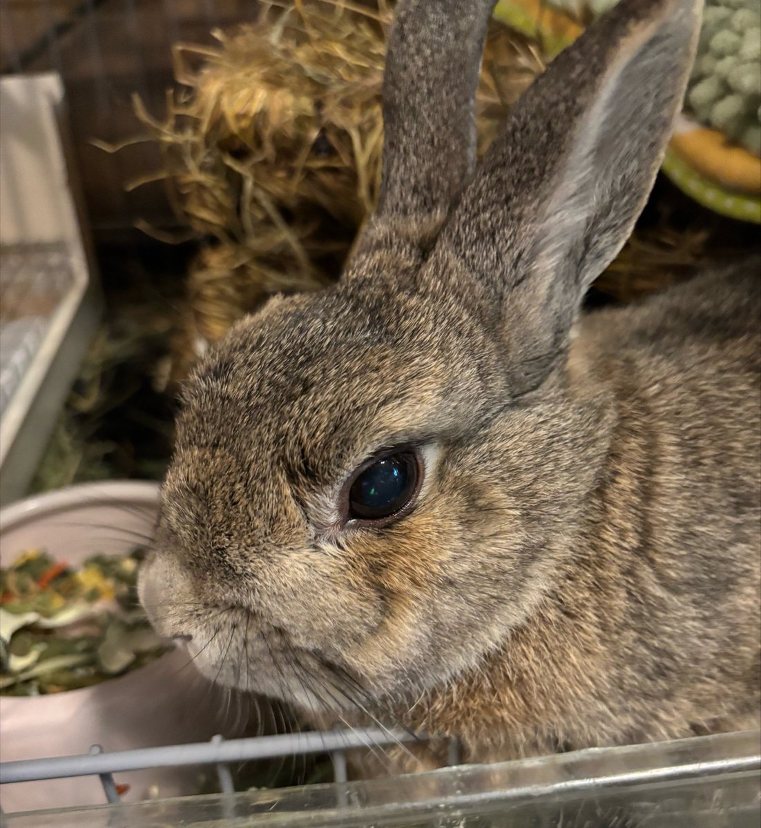 usadegu_house's tweet photo. 🐰8月2日(日)🐰
あわわわわ💦
修了要件162でしたぁ😂😂
でもあともう少し￼🥹

Santaアルク151おすすめ学習中📚
予測スコア890   連続学習46日
#Santaアルク  #毎日Duolingo https://t.co/NMzl462XWn