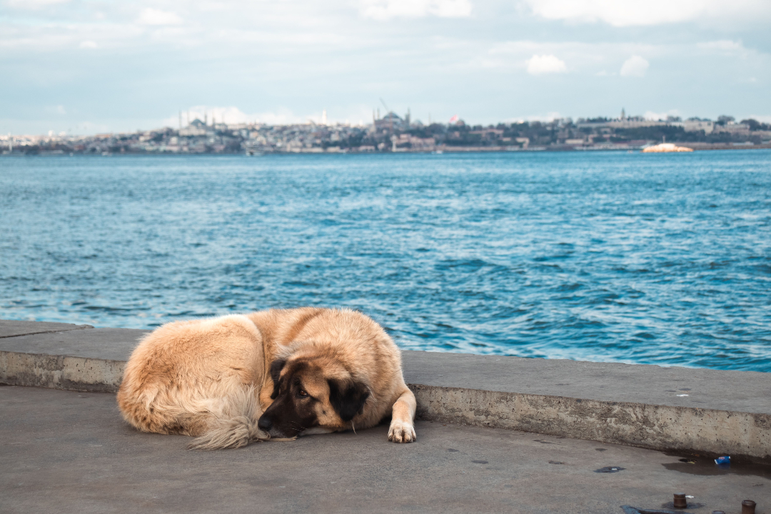 DogDeskAction's tweet photo. Every stray dog has one thing in common.
At some point, people failed them.
Through abandonment, irresponsible ownership, uncontrolled breeding or failures in animal welfare.
The dogs have simply lived with the consequences.
#TurkeysSlaughterLaw https://t.co/B2zXoTgVbZ