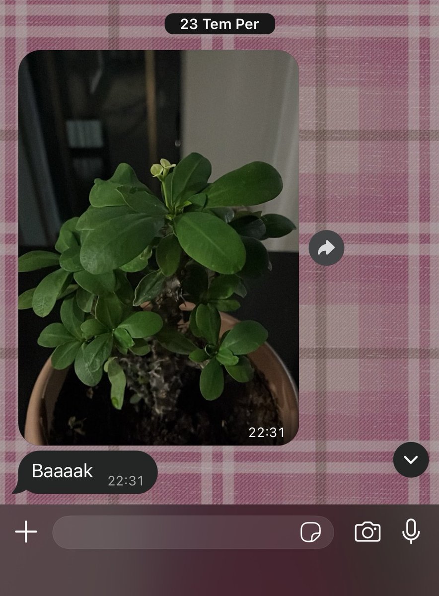 halide_aksan's tweet photo. bacıma konya’dan eve dönerken çiçeğimi bırakmıştım belirli aralıklarla bana bilgilendirme geçiyorrrrrr. ya bu kız bal olsayyymıışşşşşş😭🫂💞💕💖😚🩷💕🩷💞🩷😭💓💓💞💖🩷🫂💞🩷 https://t.co/vXpCyyKa5n