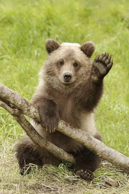 Bear tweet media