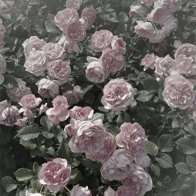 rirumu_o803's tweet photo. ✩͓ ℋ𝒶𝓅𝓅𝓎ℬ𝒾𝓇𝓉𝒽𝒹𝒶𝓎  
                   ℒ𝒶𝓂𝓁𝒾ℬℯ𝓃𝓃ℯ𝓉𝓉 ✩͓

✦┈┈┈┈┈┈┈┈┈┈┈┈┈┈┈・✦

『こんなに素敵な主様と出会えて僕はすごく幸せ者です』

#ラムリ・ベネット生誕祭2026
#ラムリ・ベネット誕生祭2026
#ラムリ・ベネット生誕祭
#フムリ・ベネット誕生祭 https://t.co/NpjEAJjghy