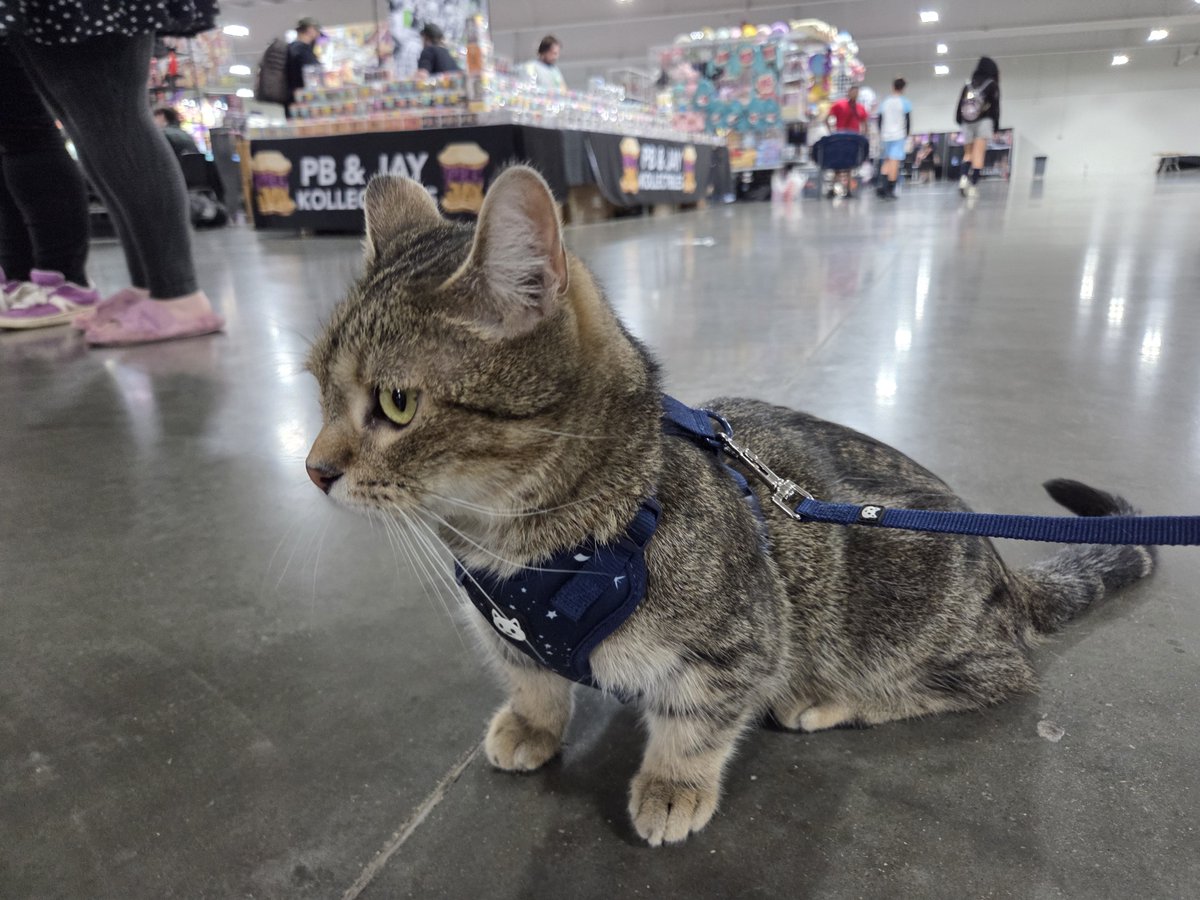 KitsuneSqueak's tweet photo. A munchkin!!!! https://t.co/6K0fjrh7pA