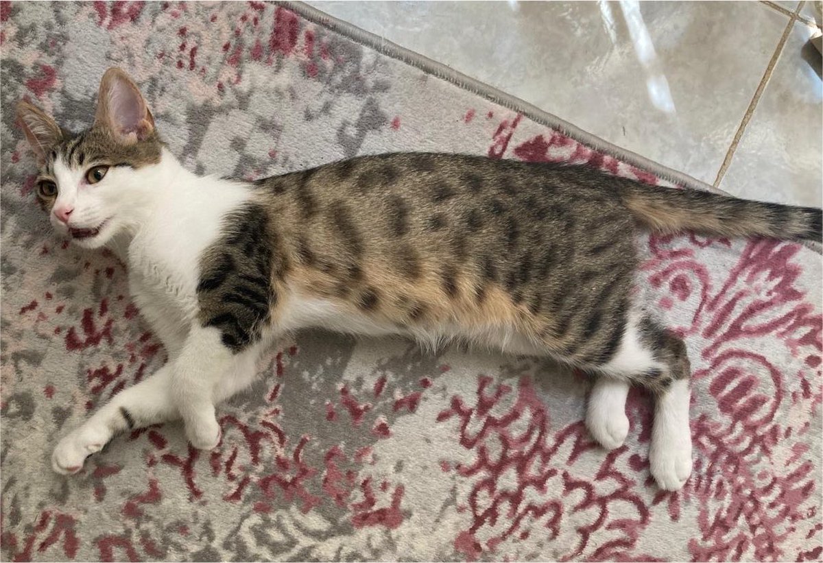 perathecatt's tweet photo. how it started vs. how it’s going 🥹 https://t.co/Smr52IDlR6
