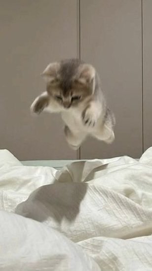 seonssean's tweet photo. MY KITTEN MY EOMEOW 😿😿😿 https://t.co/Kv5qvdic5W