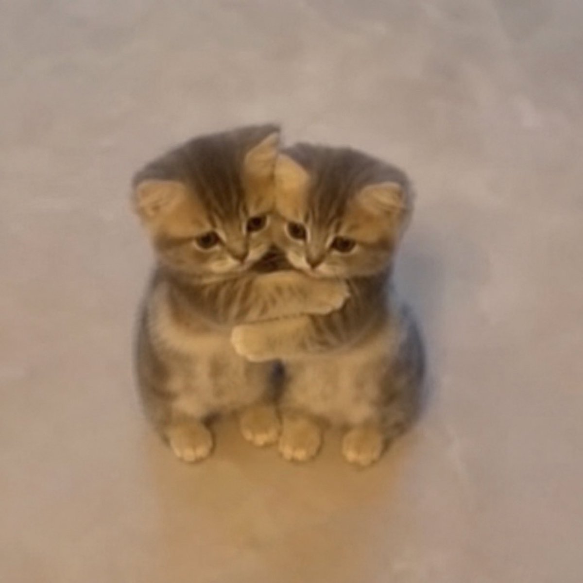 CallMeCeres's tweet photo. $wiwiwi gonna make it frens 🫂 https://t.co/a9DT8cIUDr