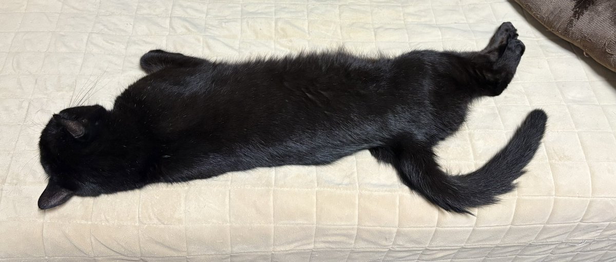 momorin　黒猫の散歩道　今日も気持ちよく昼寝中です　大自然と駅 美術品・アンティーク・コレクション momorin様専用 黒猫の散歩道 今日
