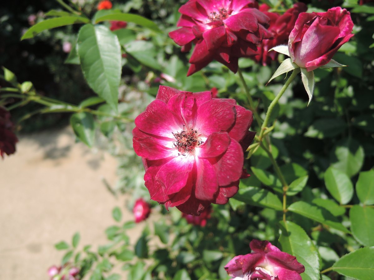 hayayoshi's tweet photo. Roses in Joshu #Rose https://t.co/jcJskLyWit