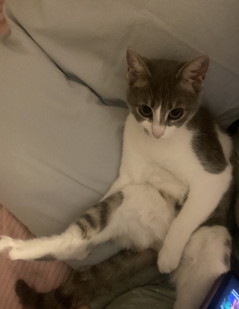 perathecatt's tweet photo. @mezignerecnesee slm tanisak mi https://t.co/x1zbLf9Z2I