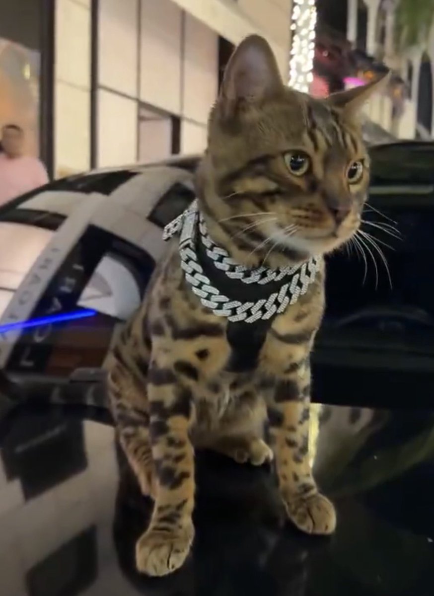 anakin100x's tweet photo. I found Kimchi’s Cat in Orangie’s YouTube video while he was filming his Maybach. The Bengal cat only appears for a few seconds, but that’s where Kimchi was first spotted.

Video: https://t.co/2DIz68zYbM https://t.co/zPWtqLCRey